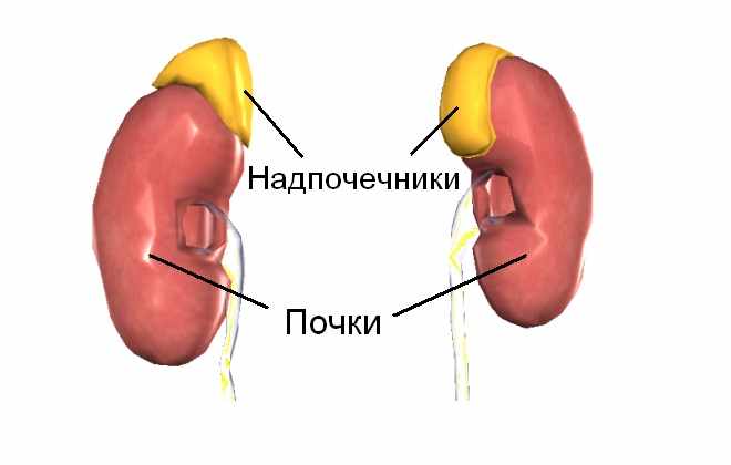 Структура почек с надпочечниками