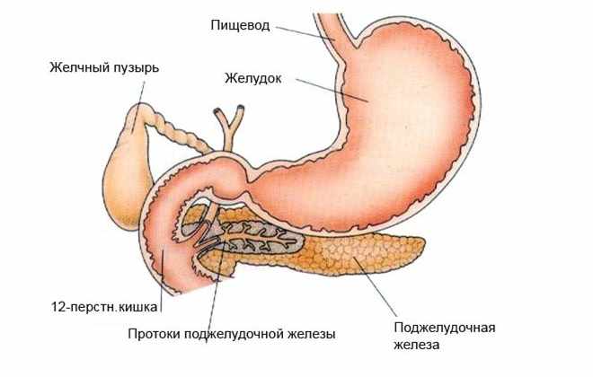 Желудочно-кишечный тракт здорового человека