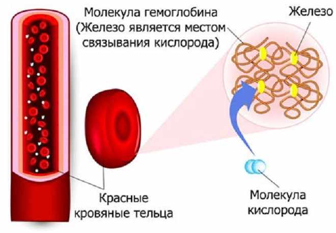 Функция гемоглобина