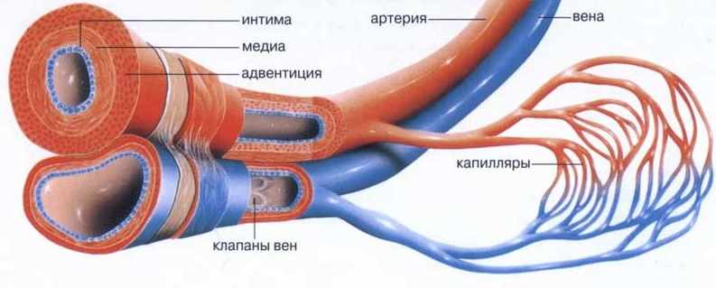 Сосуды и капилляры