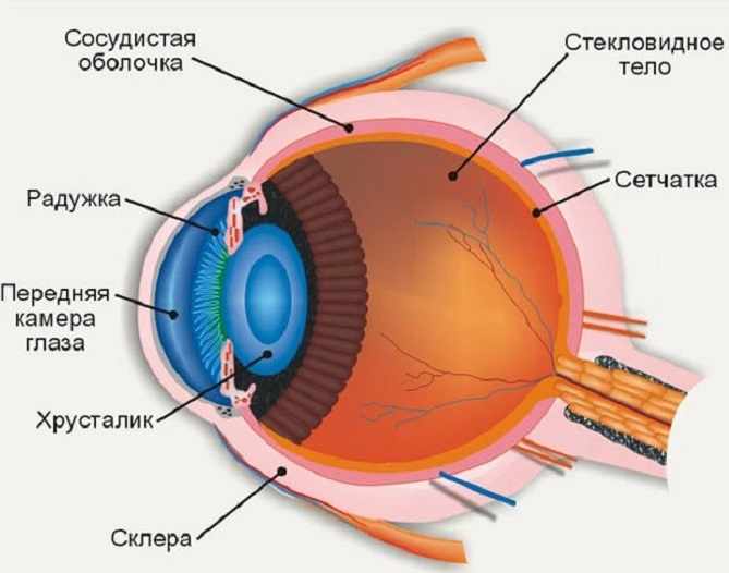 Строение человеческого глаза 