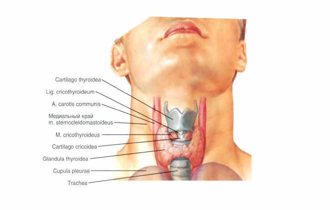 Составляющая мужской щитовидки