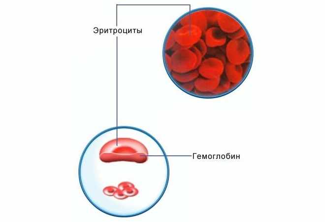 Выделение гемоглобина с эритроцита