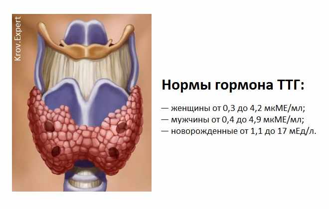 Нормальные значения которые должны быть в анализе на гормоны