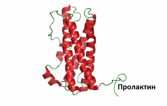 Семейство пролактинподобных белков