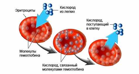 Схема изменения цвета человеческой крови