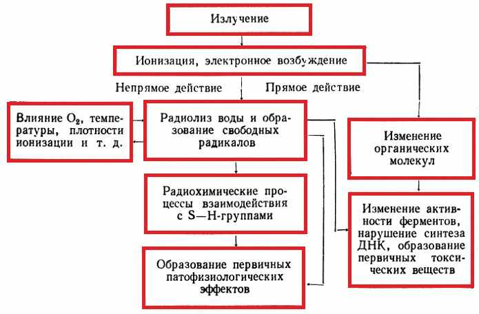 Схема патогенеза лучевой болезни