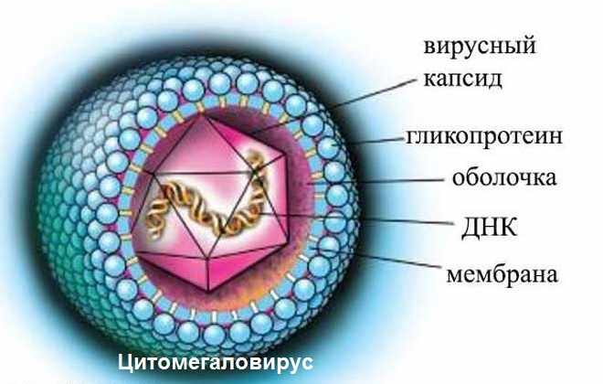Молекула вируса человека