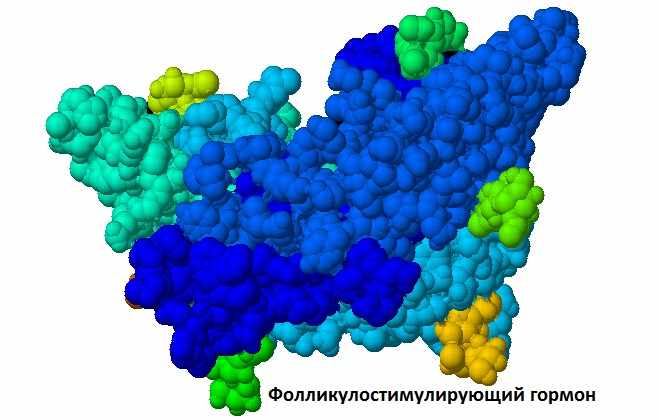 Молекула фолликулостимулирующего гормона у женском организме