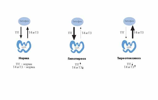 Как проходит регулирующее воздействие на щитовидную железу