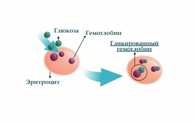 Разбавление гемоглобина глюкозой