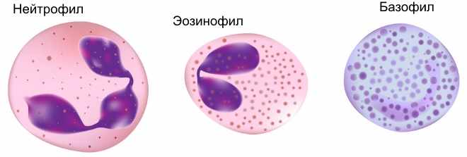 Разновидность лейкоцитов