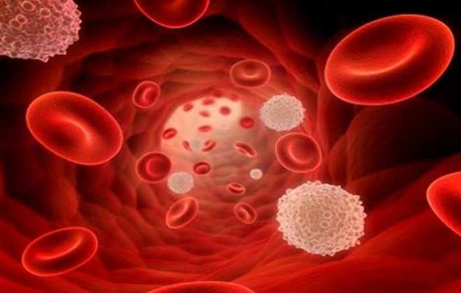 Лейкоциты в крови под микроскопом